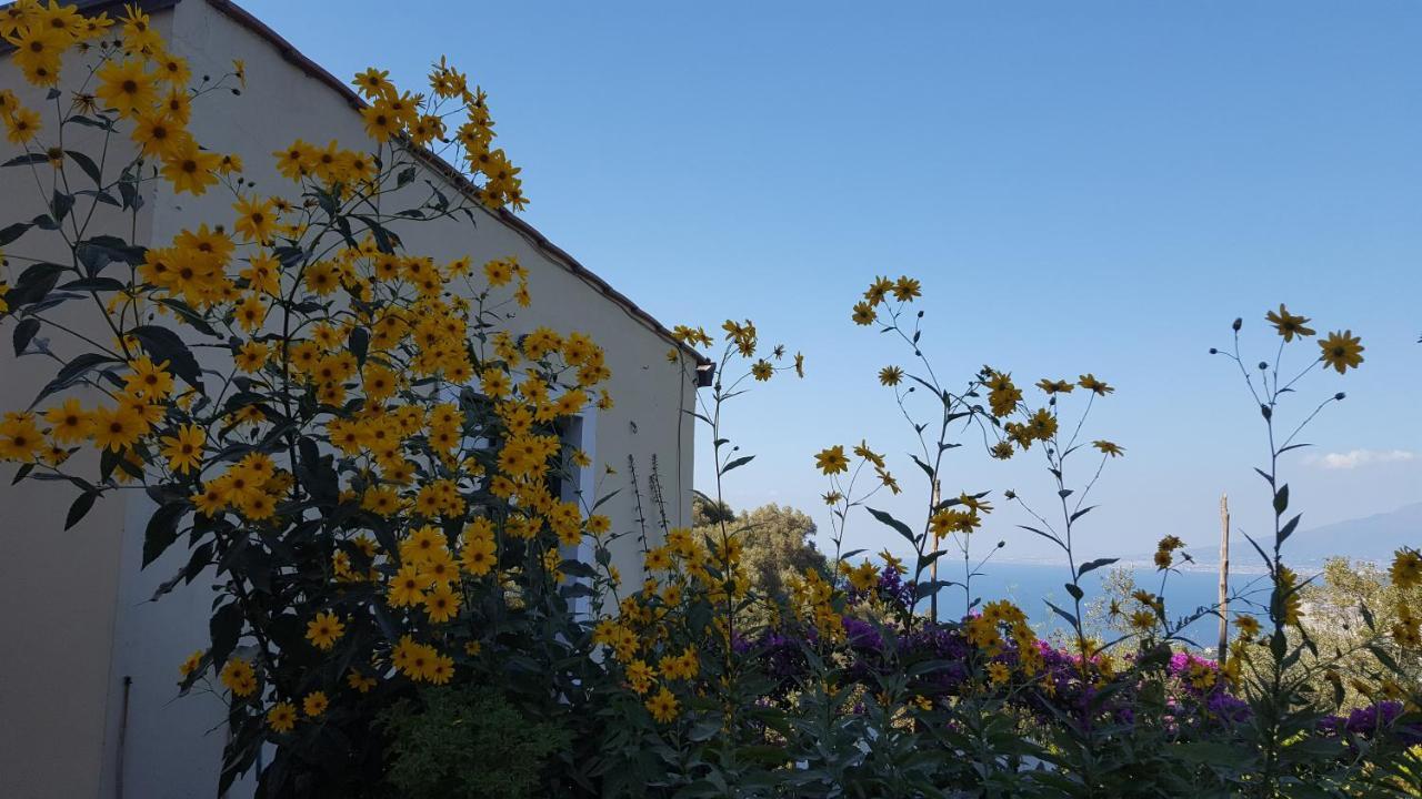 Gli Ulivi Agriturismo Sant'Agnello Esterno foto