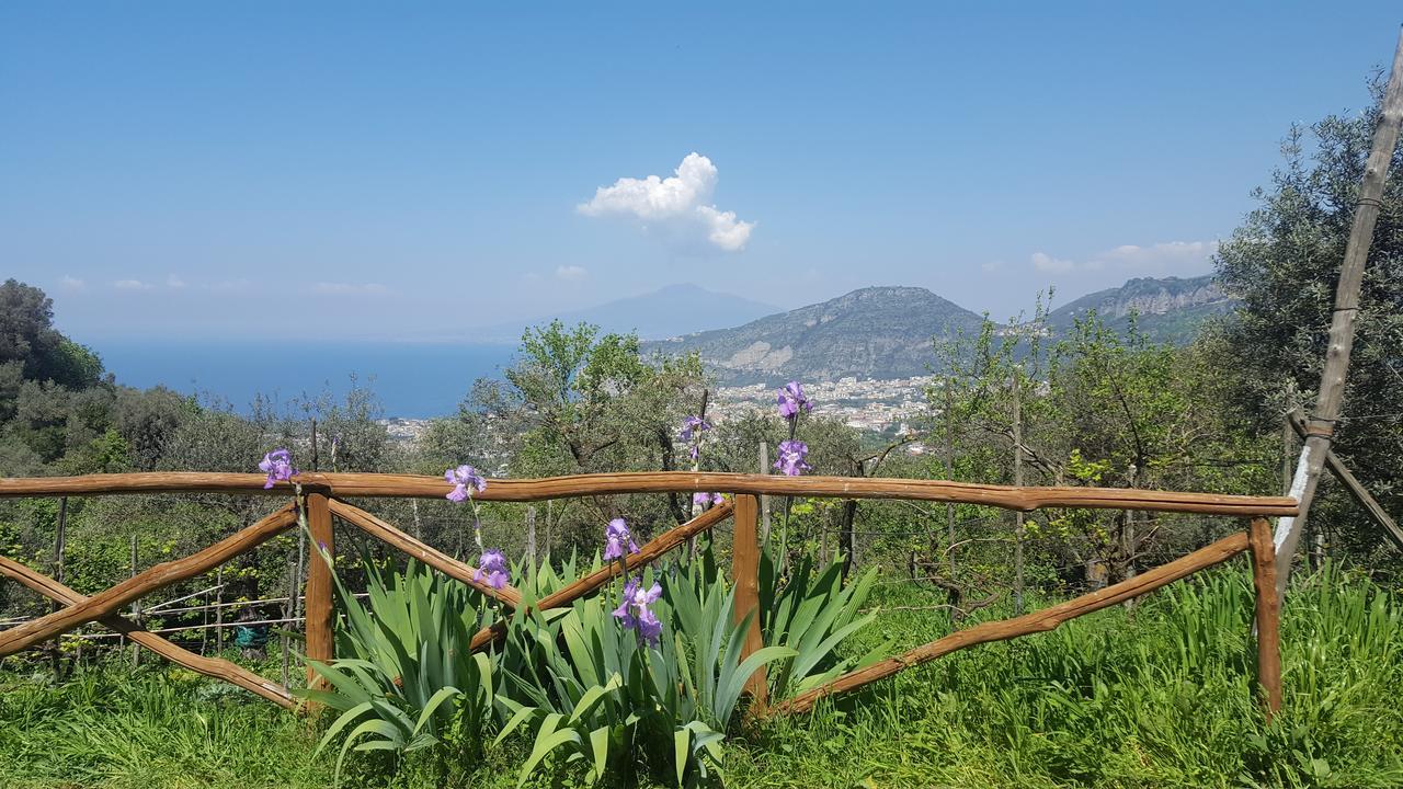 Gli Ulivi Agriturismo Sant'Agnello Esterno foto